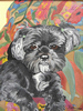 Chienne_Shi-Tzu