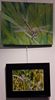 Peinture et Photo exposées